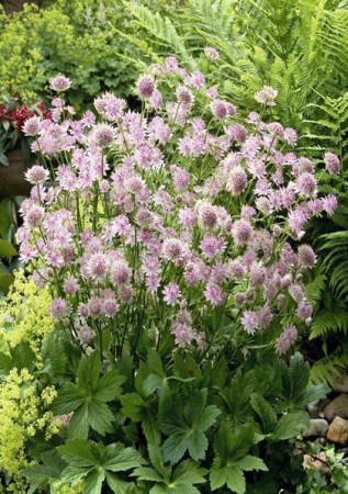 ASTRANTIA major